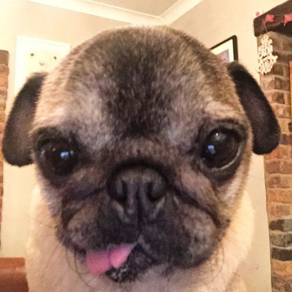 Meet your Posher, Georgie